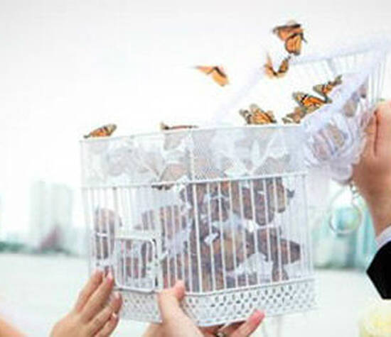 Liberación de mariposas vivas en eventos