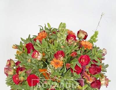 Bovardia - Boutique Floral